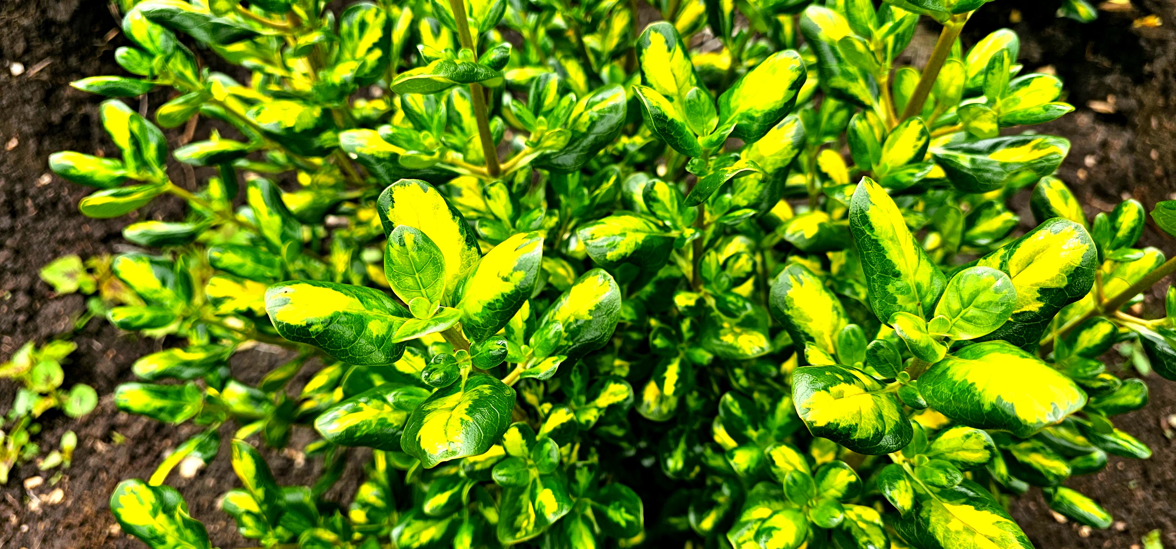 Coprosma Repens Two Tone