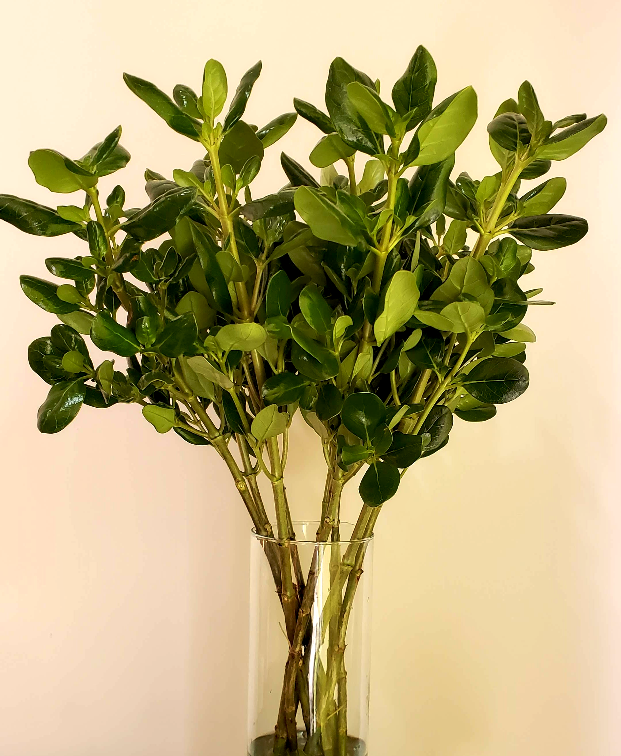 Coprosma Repens (Brillantina)