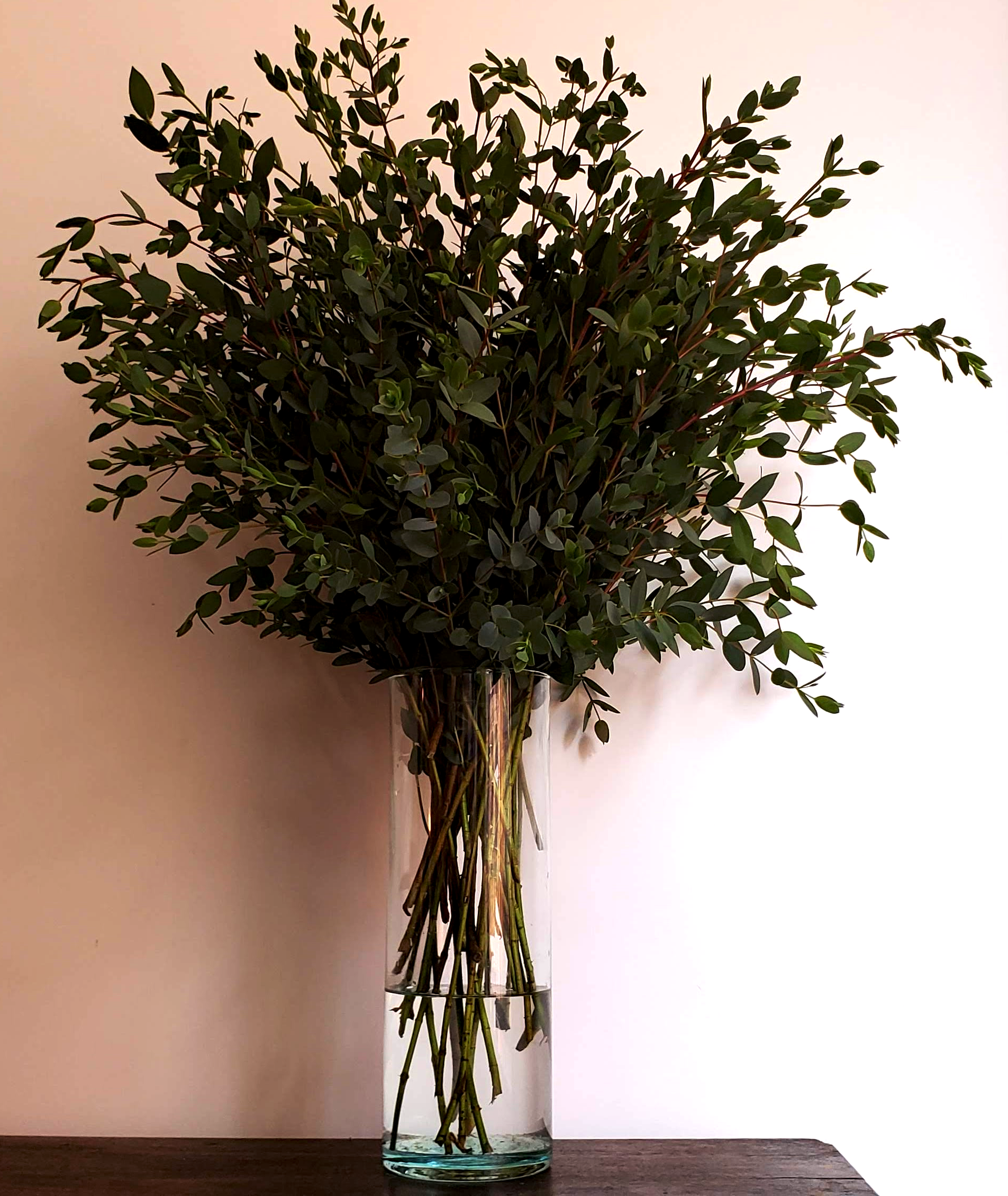 Eucalipto Parvifolia